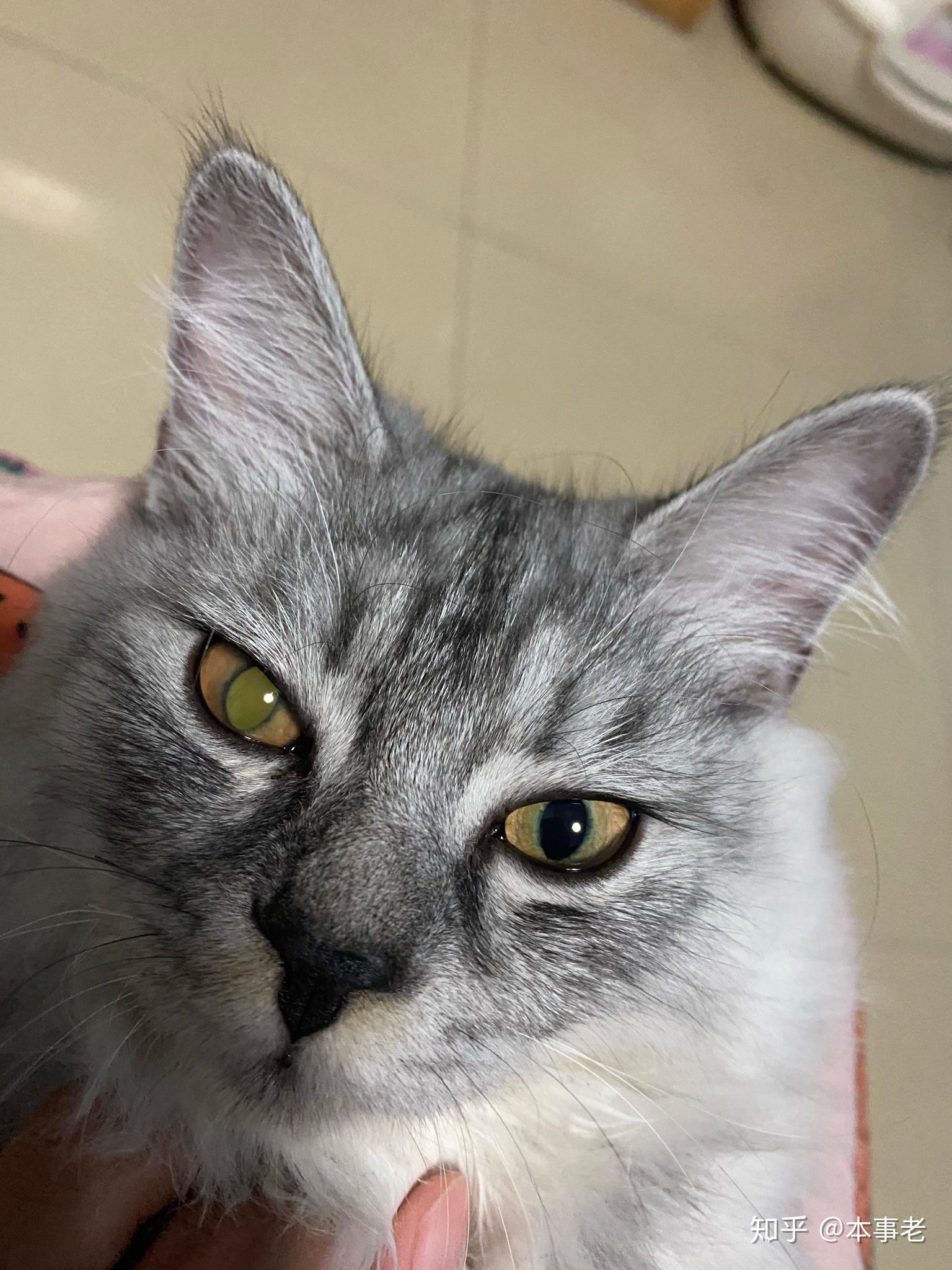 猫眼睛雾蒙蒙的