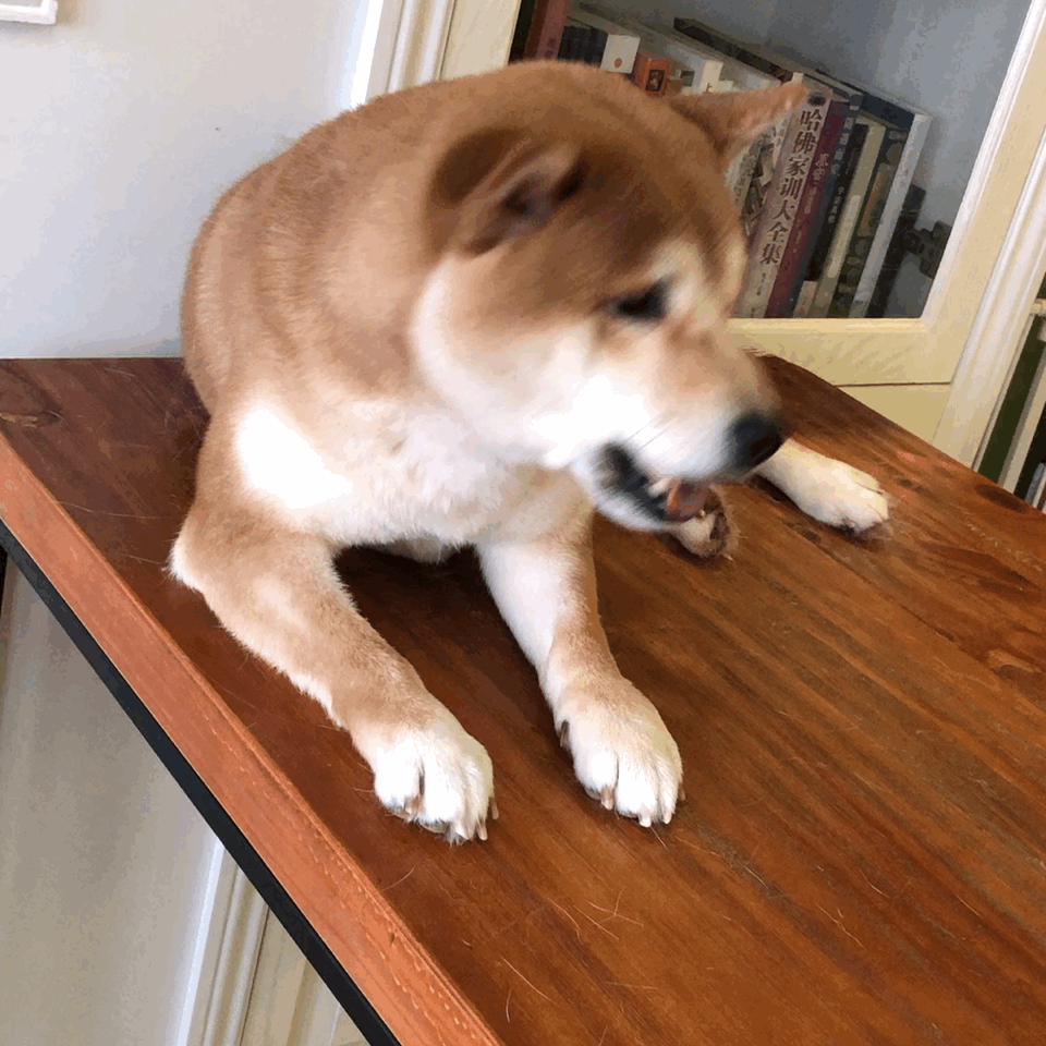 “小八嘎”柴犬为什么这么受欢迎?原因还是得看这几点! - 知乎
