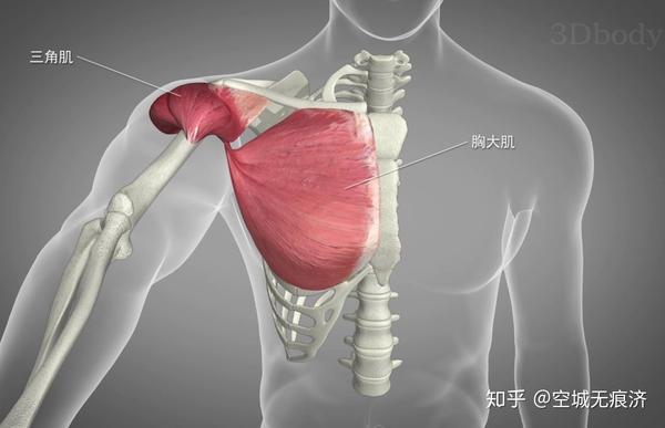【专业知识】 关节运动模式和参与肌群 - 知乎
