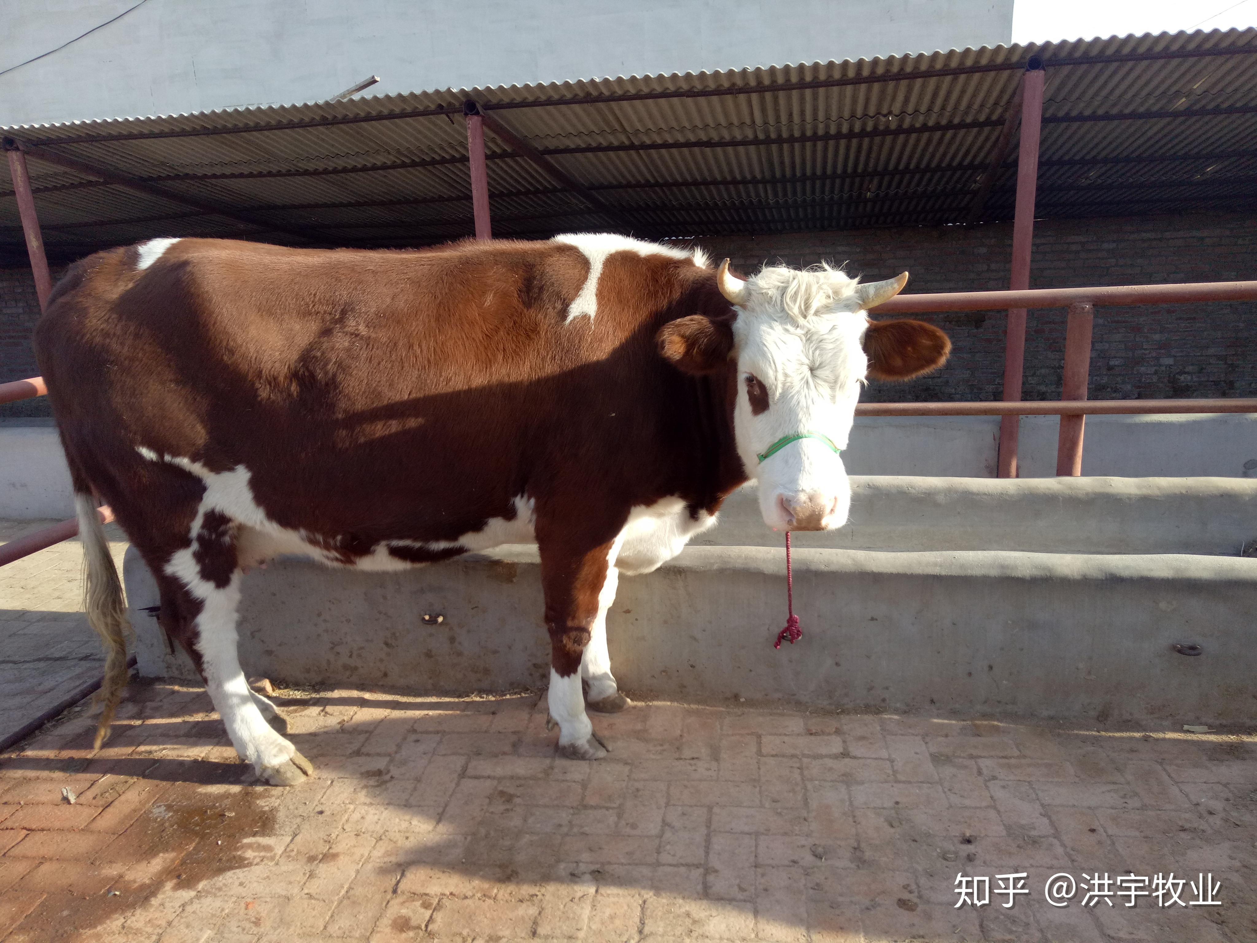 蒙古牛品种图片