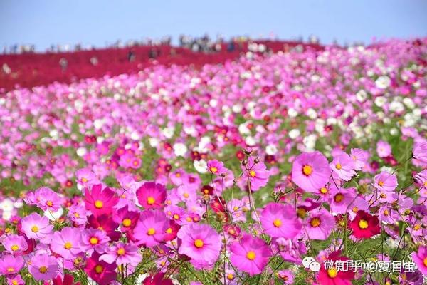 花田 九月的花儿ーー長月の花見 知乎