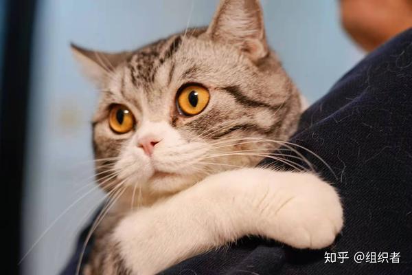 什么牌子的猫粮好 猫粮选购攻略 知乎