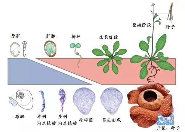 拟南芥花结构图图片