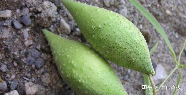 白鹿原中鹿子霖吃的羊奶奶到底是什么