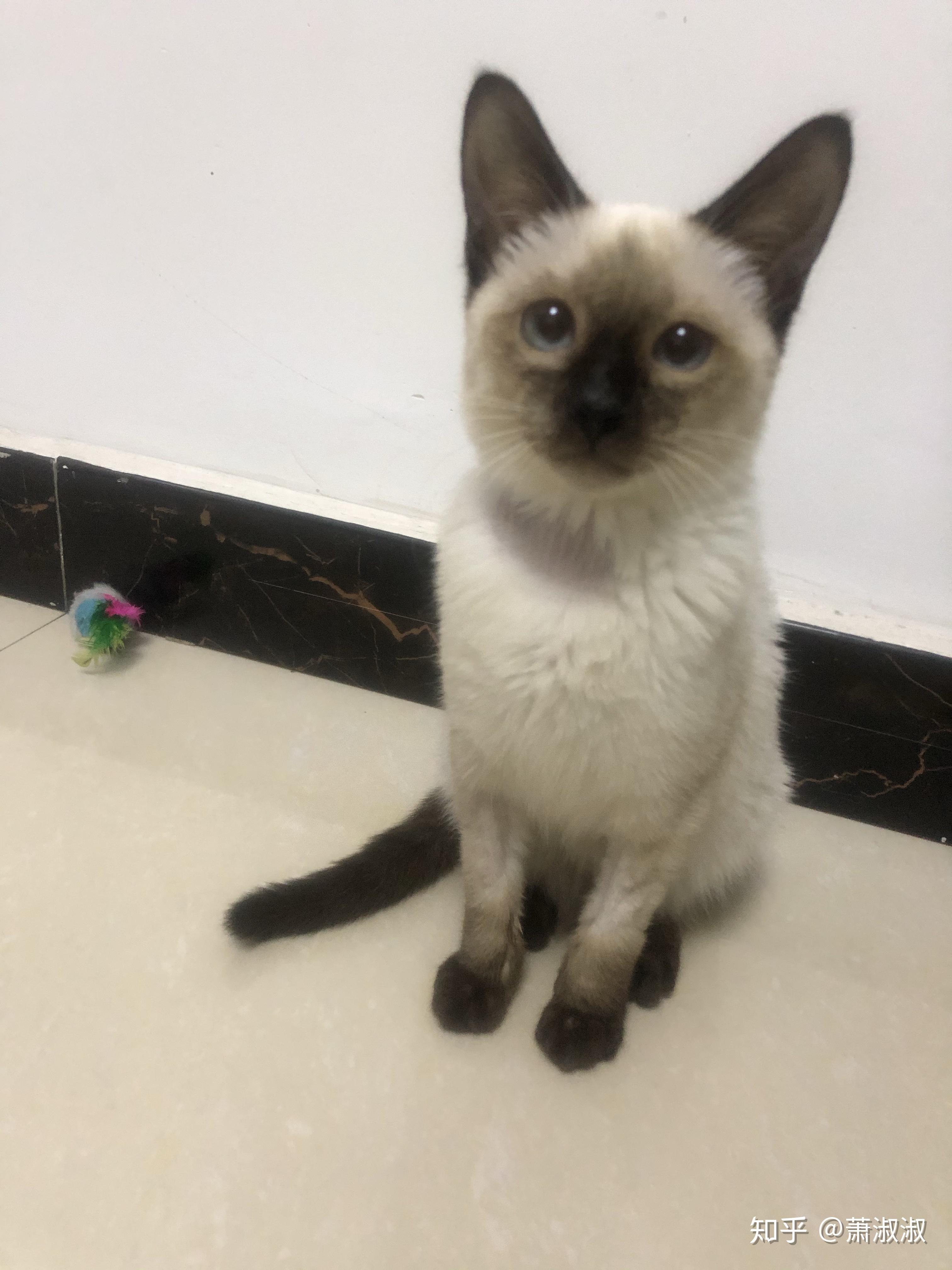 暹罗猫剃毛后长出来的毛会不会黑