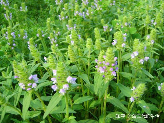 新疆中藥材夏枯草標準化種植技術規程