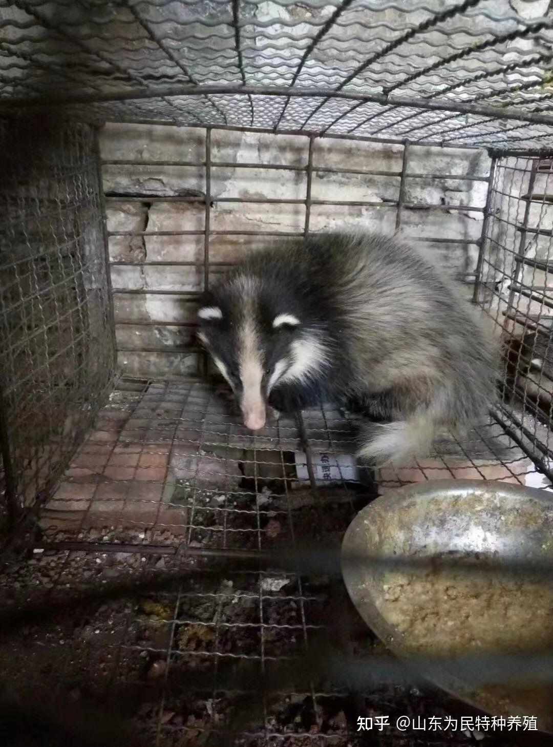 民间偏方 獾子油煎鸡蛋 獾油对烫伤的效果有效率测试,养殖獾油对皮肤肠胃的恢复效果,(仅供参考) - 知乎