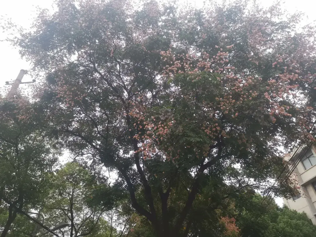 有窗的房间能装家庭影院吗?藏在别墅二楼的7.2.4全景声影音室