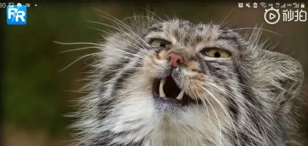 猫中炸毛精,行走表情包,这种猫是?