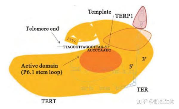 干货丨触发衰老的“生物钟”——端粒与端粒酶 - 知乎