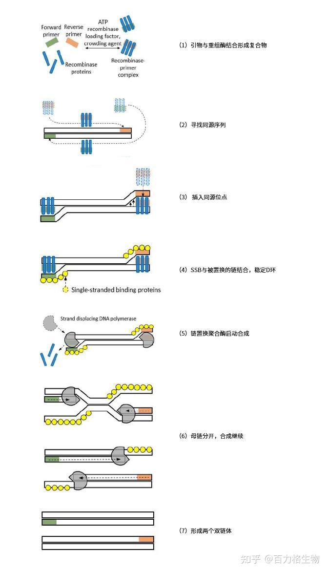 一文讲清重组酶聚合酶扩增 RPA - 知乎