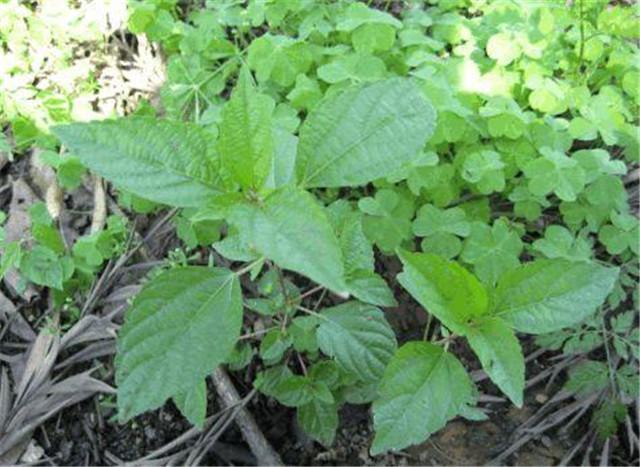 鐵莧菜的醫藥記載《東北藥植志》: