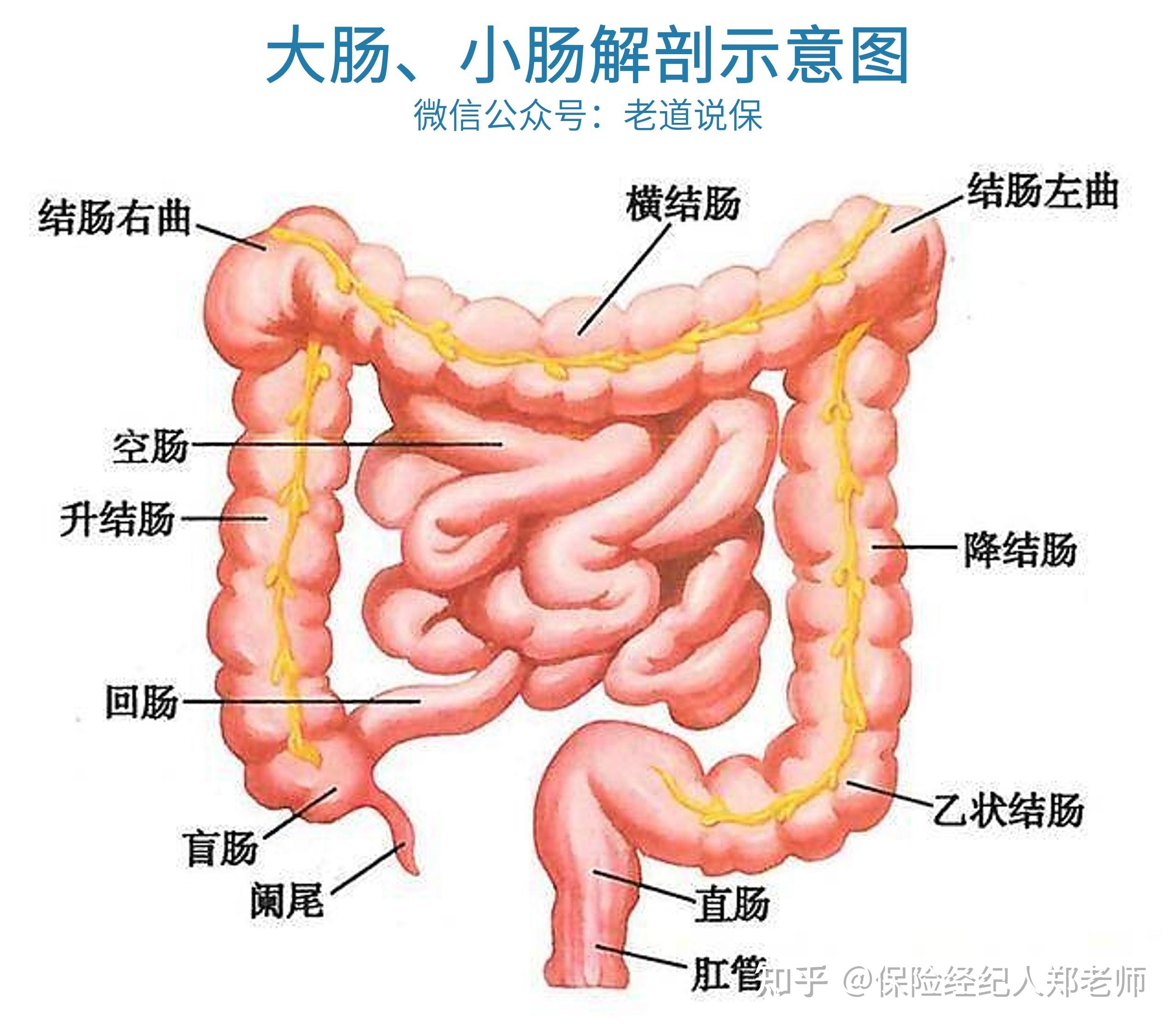 大肠和结肠的位置图图片