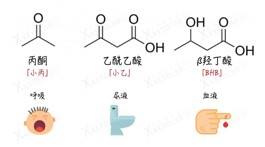 丙酮 (acetone):后文简称「小丙」,从呼吸,汗液,和尿液中排出.