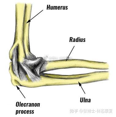 运动康复科普 肘关节损伤的常见类型与急性处理方法 知乎