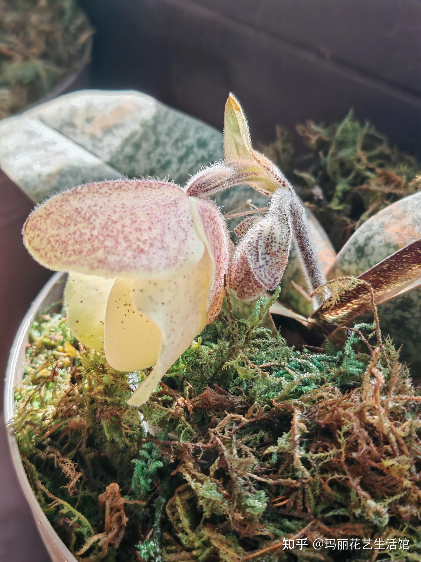 10种常见的兜兰品种,外形奇特,可可爱爱 - 知乎