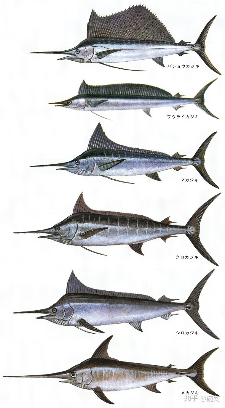 梶木| 熟成60天后,旗鱼肉居然有了咖啡味儿?