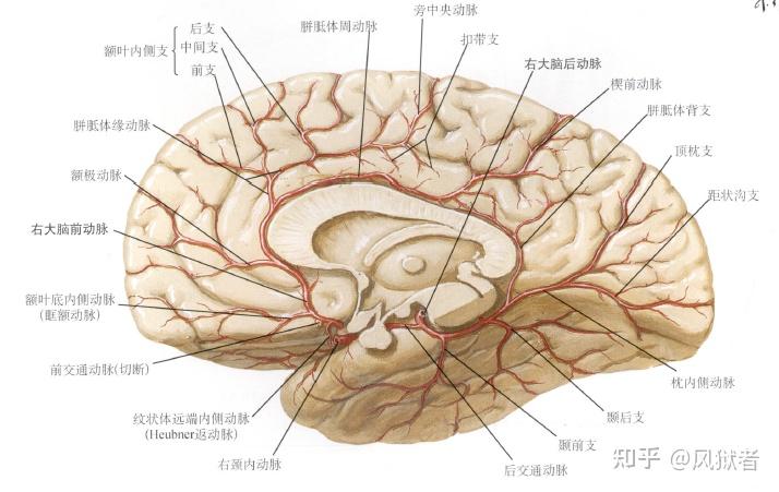 大脑血脑屏障图片图片