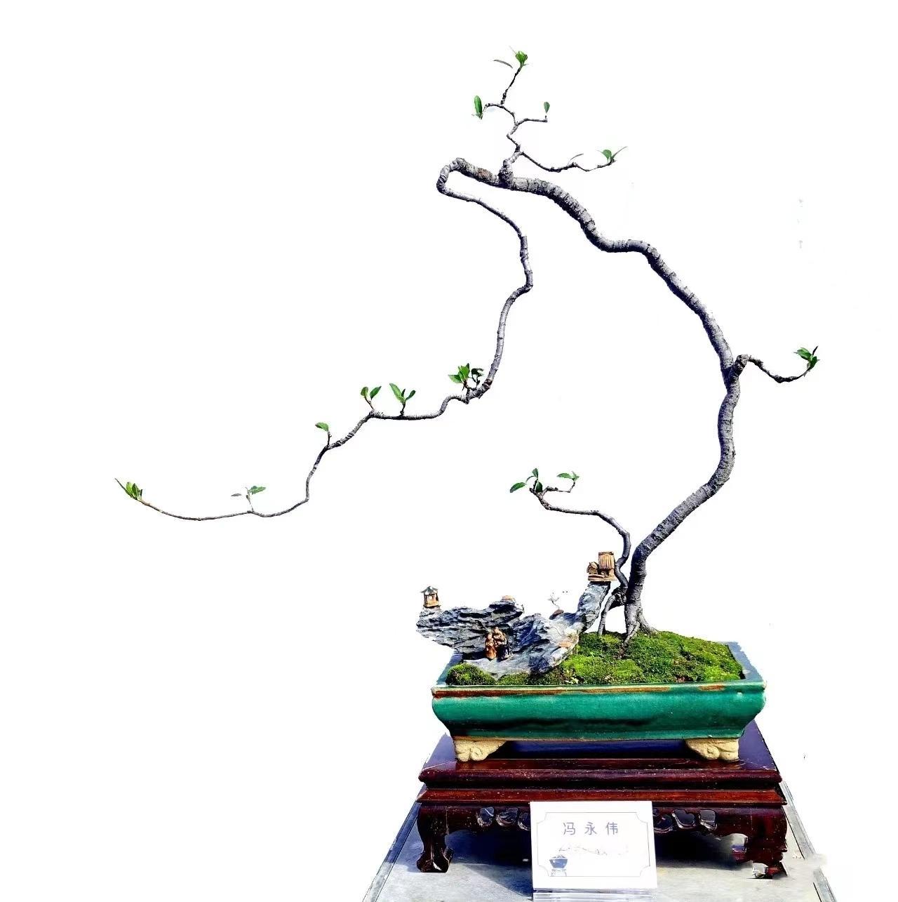 2022年素仁格盆景展!弄文玩素,韵味别样 - 知乎