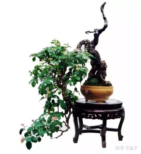 五色梅的鉴赏以及盆景制作养护