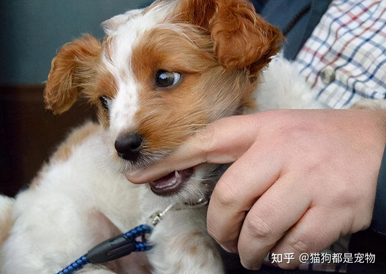 养狗那么久,才知道狗狗"轻咬"我,有这些意思 - 知乎