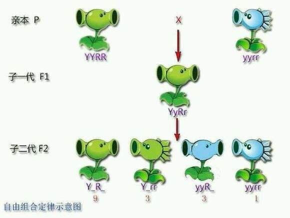 一秒就懂 爱折腾的小青年 1人 赞同了该文章 遗传的揭密者一孟德尔