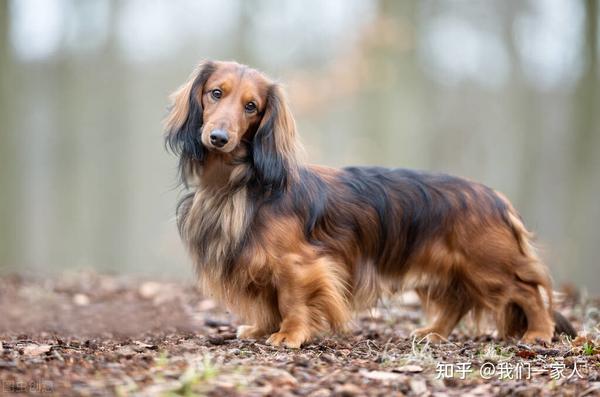 这些小型犬 会拿命保护主人 看看是不是你家的狗 知乎