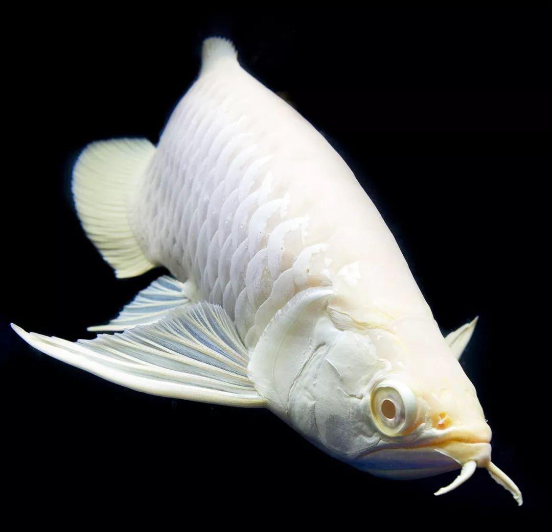 世界上最贵的鱼是一条血红龙,在新加坡被日本人以409万人民币拍到.