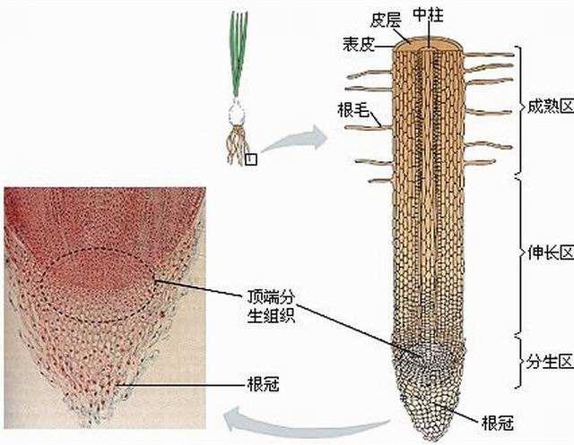 根尖结构图七年级图片