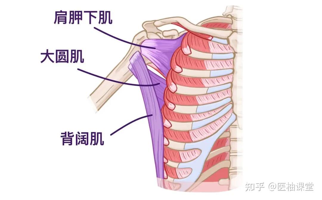 人体解剖学基础:腋窝 - 知乎