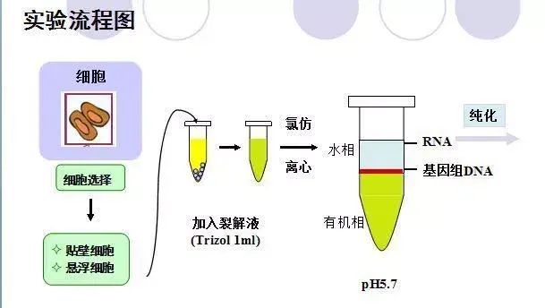 trizol试剂中的主要成分为异硫氰酸胍和苯酚,其中异硫氰酸胍可裂解