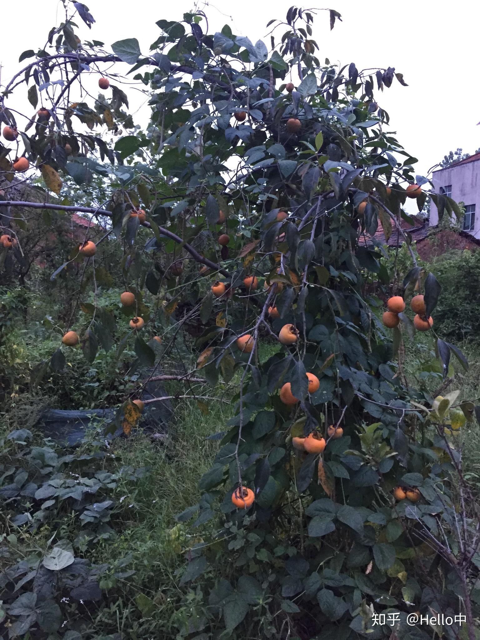 武汉周边地区有什么好玩的地方吗?