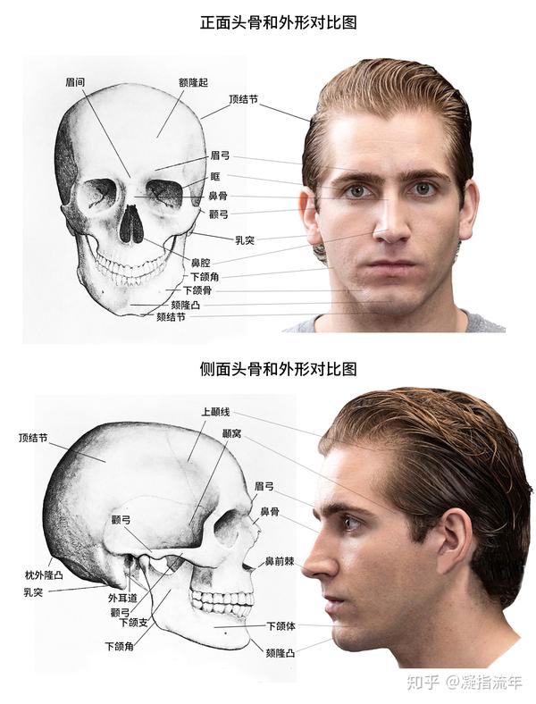 坚持学画人体结构之头部骨骼详解