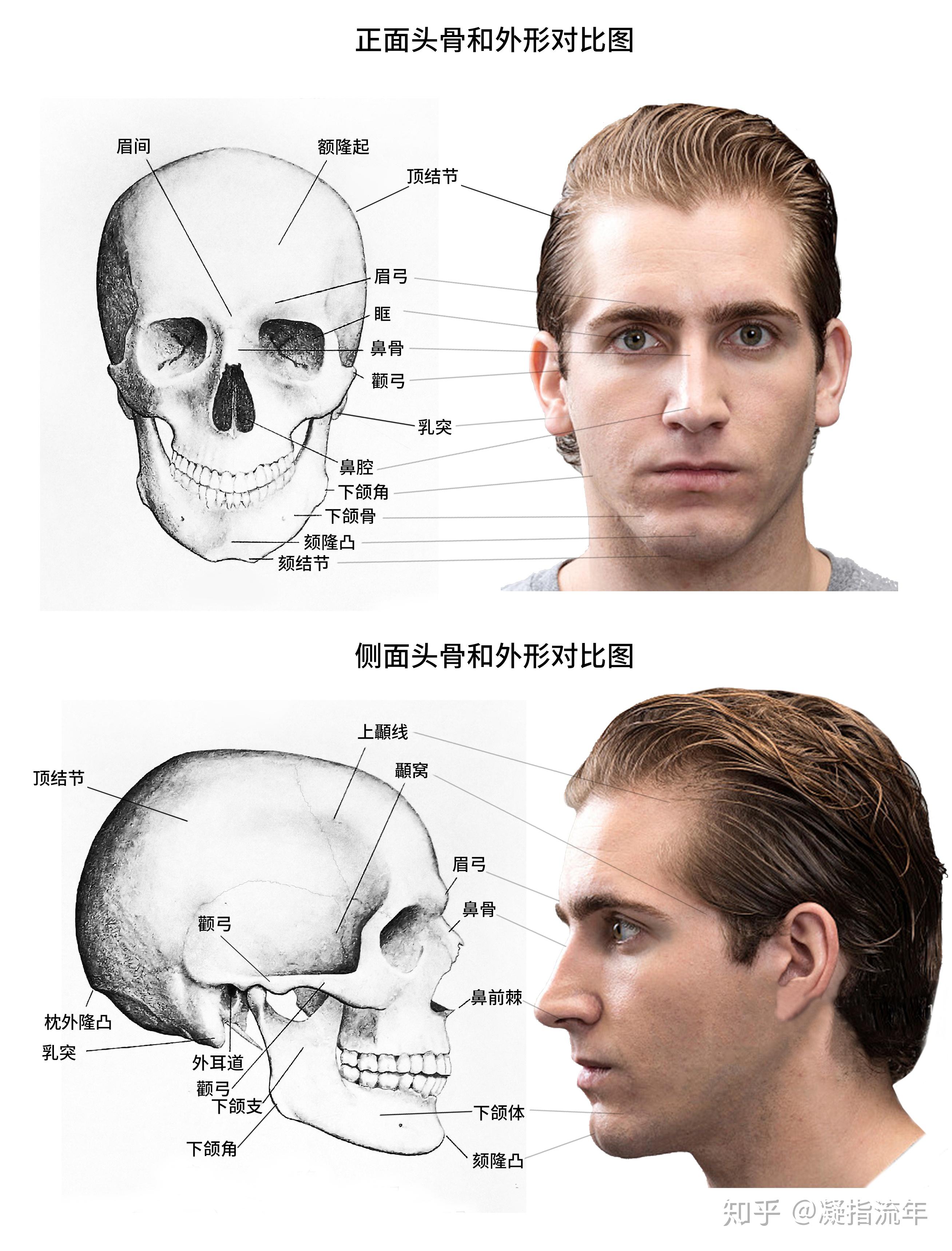 图1-76 外鼻和鼻中隔-基础医学-医学
