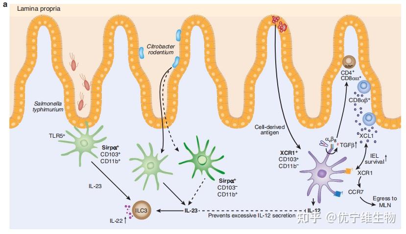 健康与炎症肠道中的细胞因子
