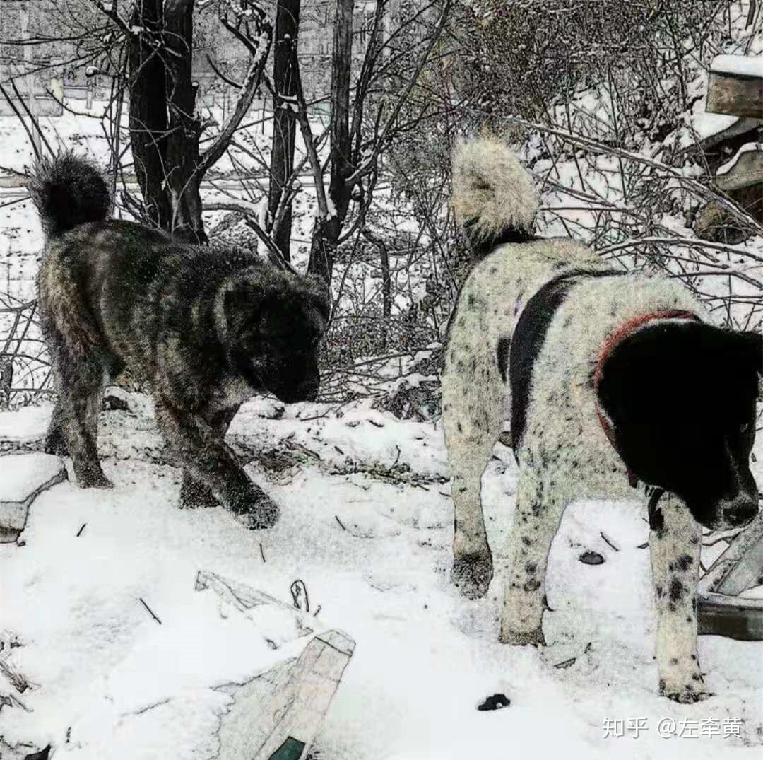 中华田园犬-北方大笨狗的标准，真正的大笨狗还有吗？ - 知乎