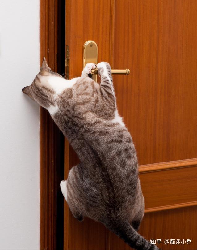“天才”猫咪才有的几个表现,看看你家有没有! - 知乎
