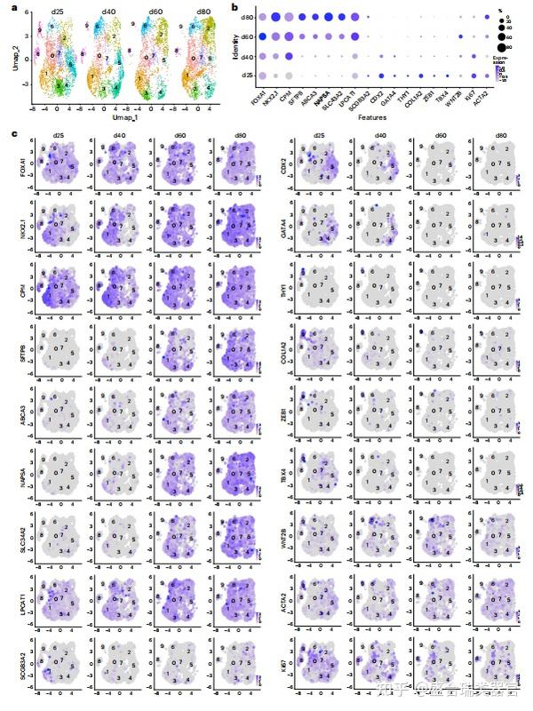 【Nature Protocols】系列:定向分化多能干细胞生成远端肺类器官 知乎
