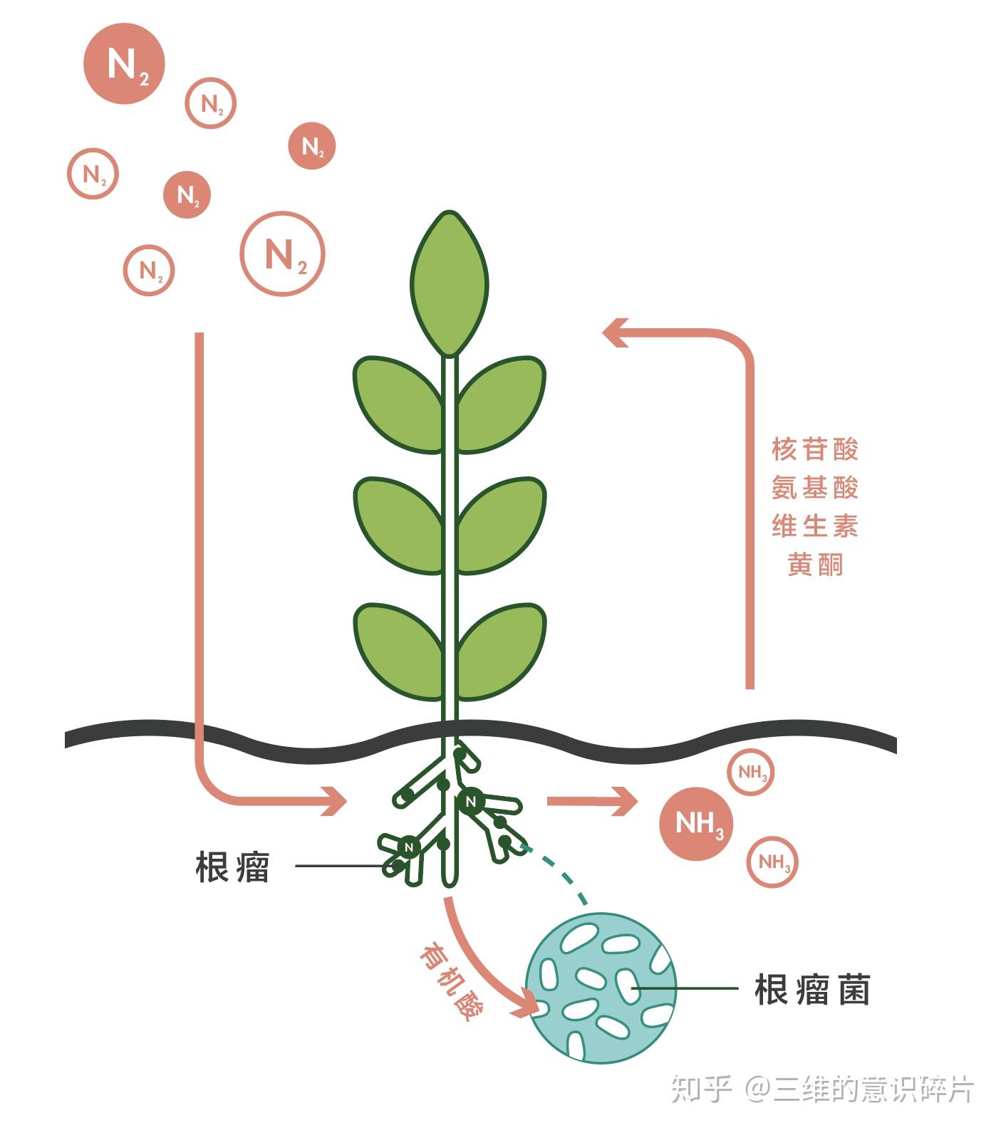 素可供豆类作物利用,其固氮特性也能够提高土壤肥力和减少碳足迹(蚕豆
