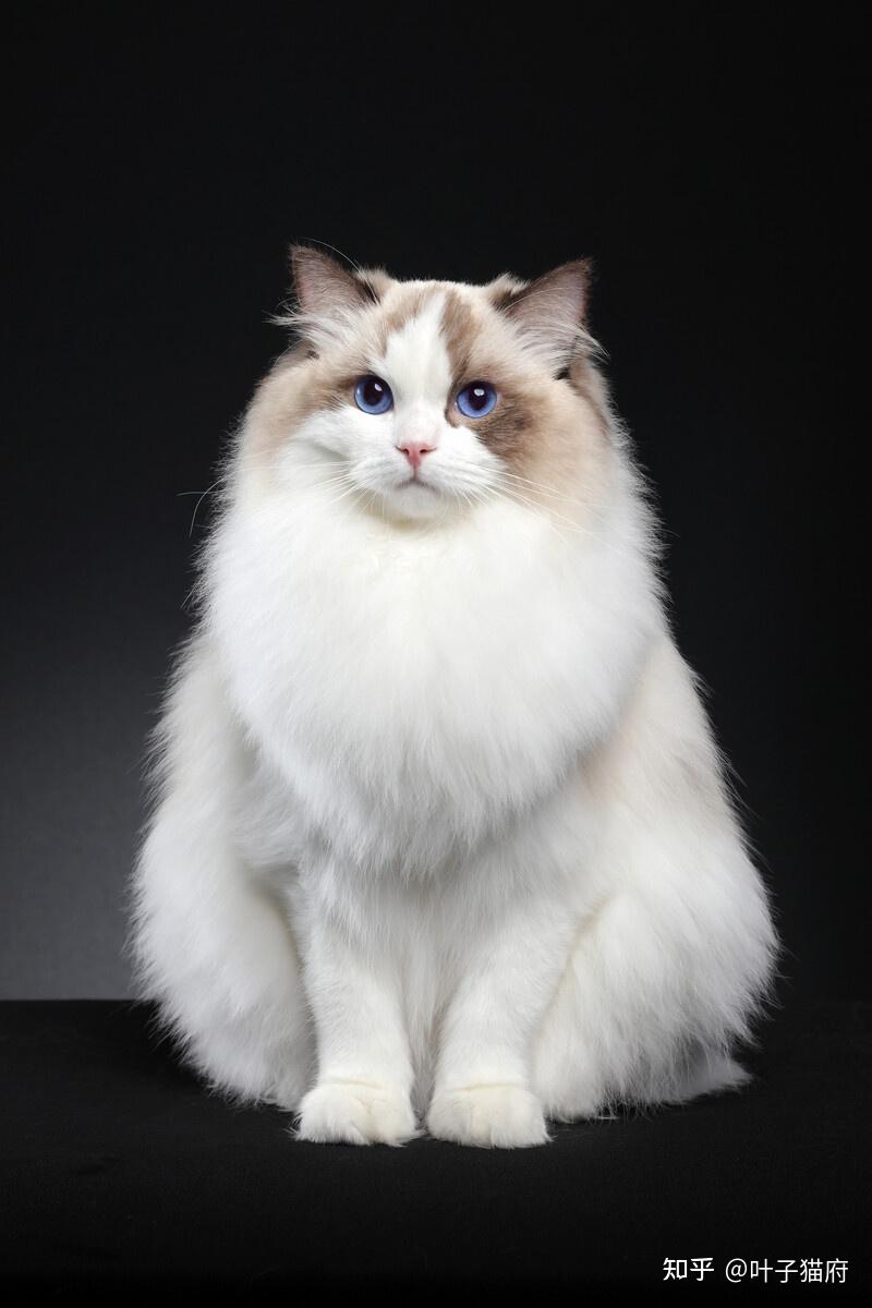 猫的生活习性你知道多少？你真的了解你家猫吗？ - 知乎