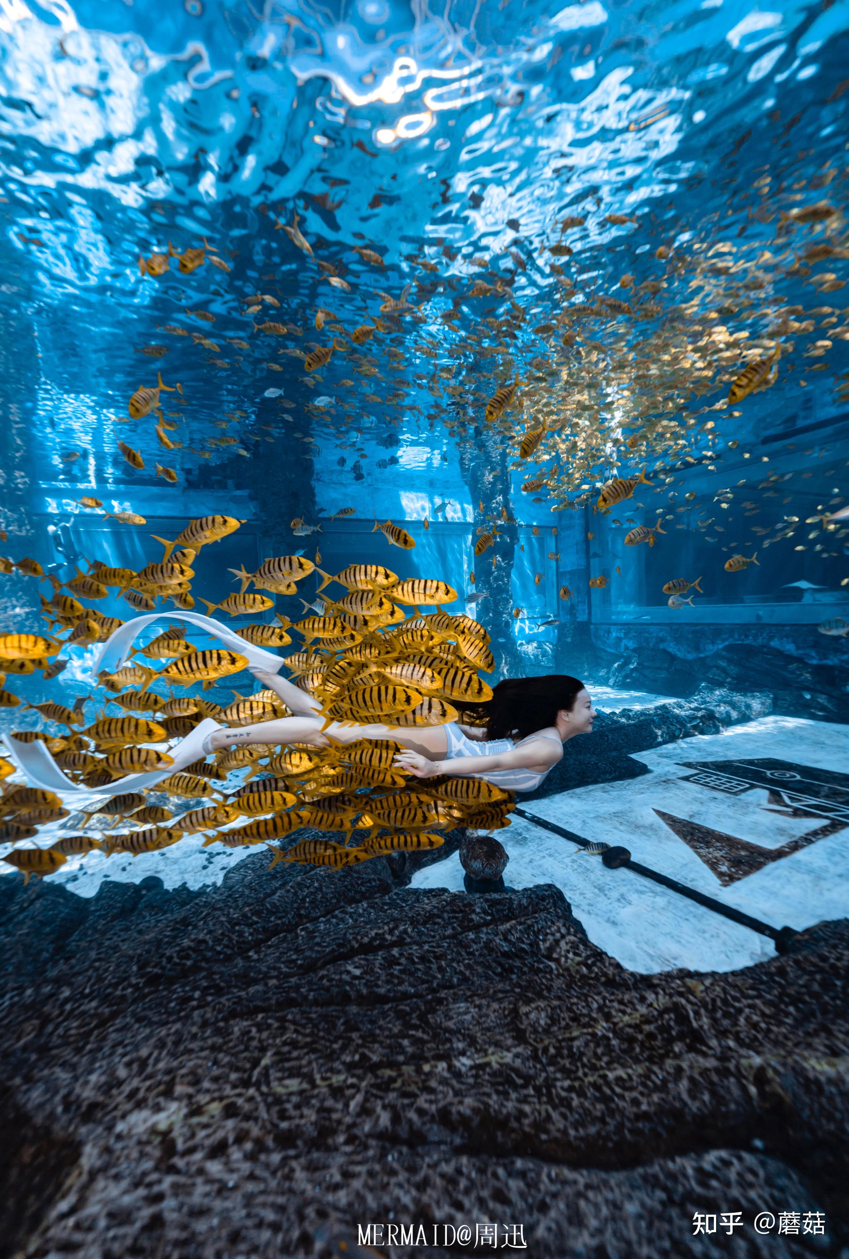 潜羽美人鱼项目怎么样每一次深潜都是朝圣