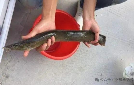 刀鳅鱼的背部和刺猬一样,长满了很多刺,钓到它们之后千万不要直接用手