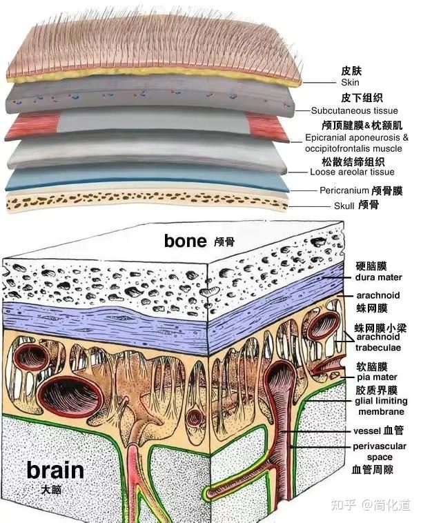 脑膜的解剖结构图图片