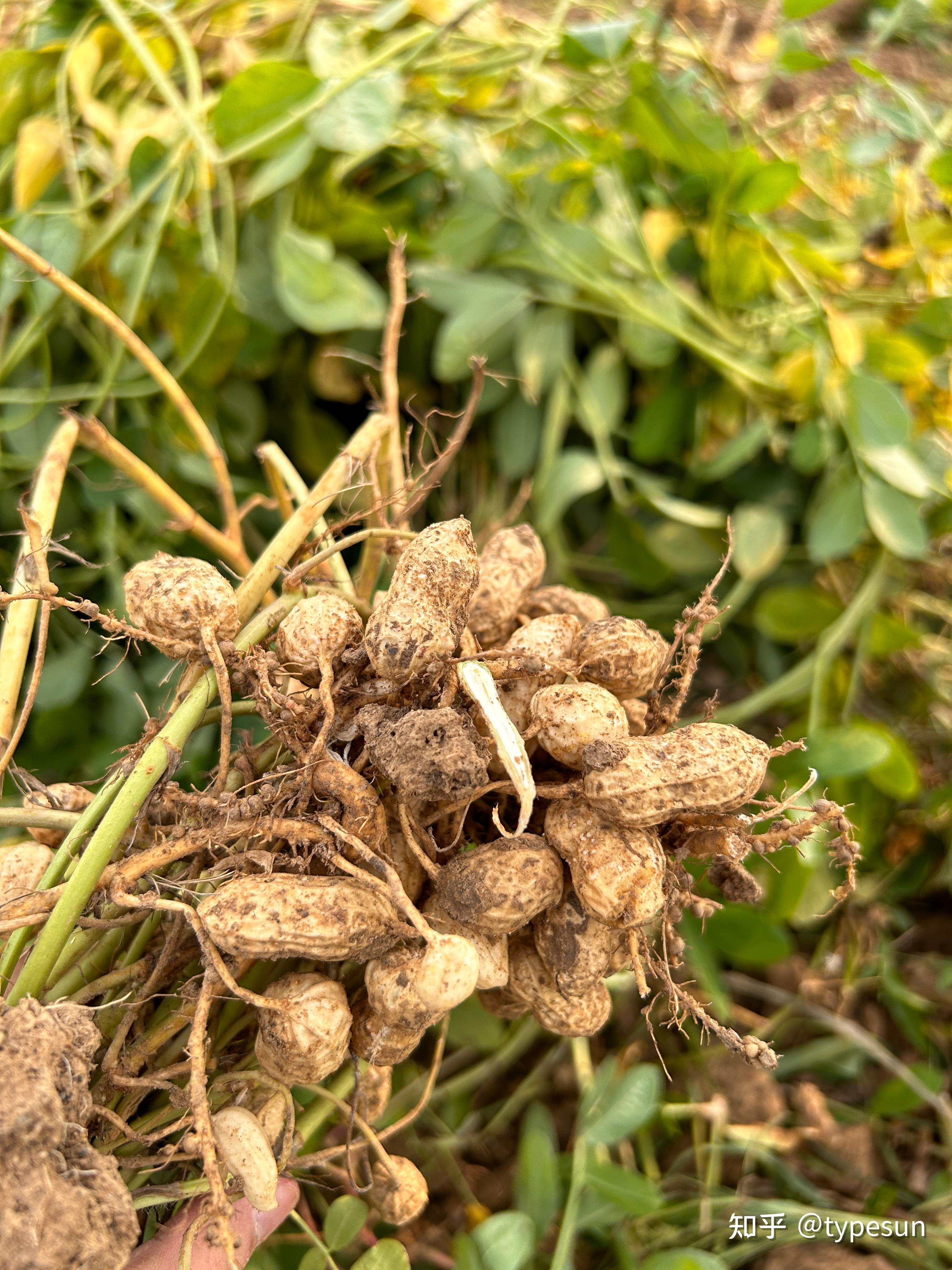 田间劳作系列之自驾摘花生 - 知乎