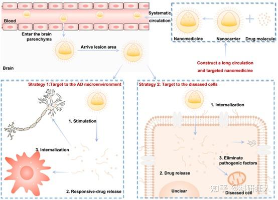Brain-X | 广州中医药大学陈桐楷课题组:靶向病理机制的抗AD纳米药物 - 知乎