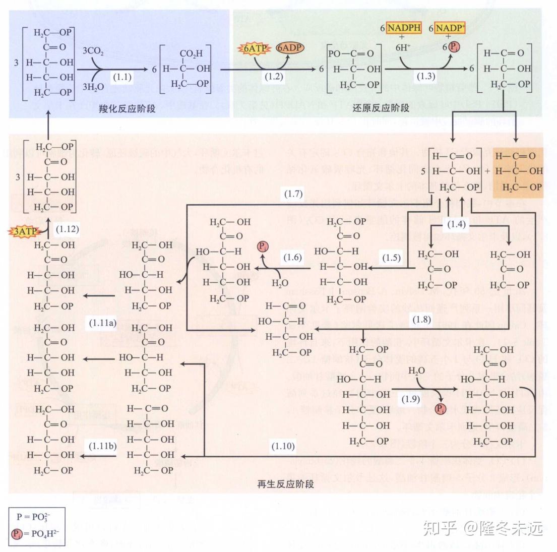 卡尔文文章图片