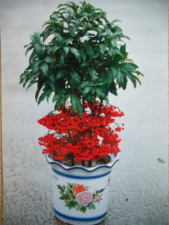 公众号:易花得木(yihuademu)(服务号)宜花得木(yihua-demu)(阅读号)