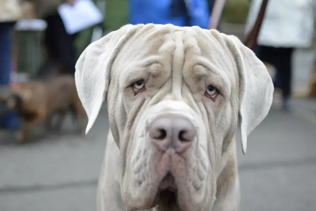 每日一宠那不勒斯獒