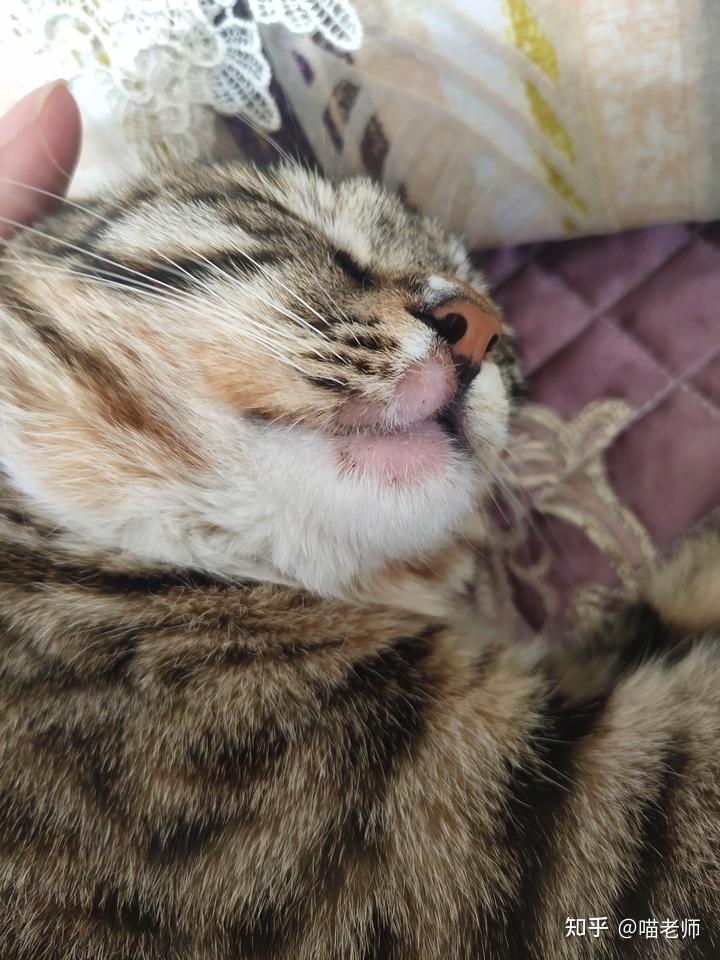 猫癣不可怕两块五教你治好猫癣