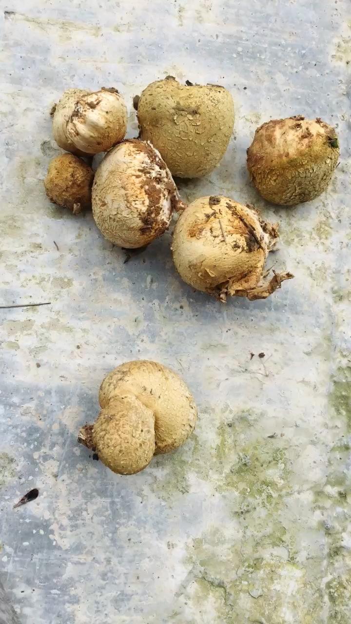 这是什么菌,能吃吗?在线等?